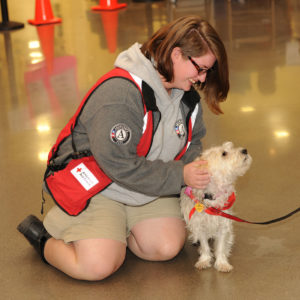 An American Red Cross volunteer pets a HABIT dog at the Gatlinburg shelter