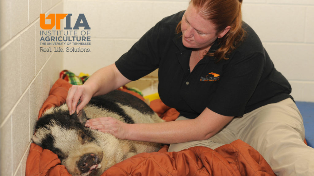 UT Institute of Agriculture: photo of a vet tech treating an injured pig