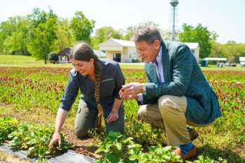 A man and woman squatting down in a field of strawberries, examining one of the plants.
