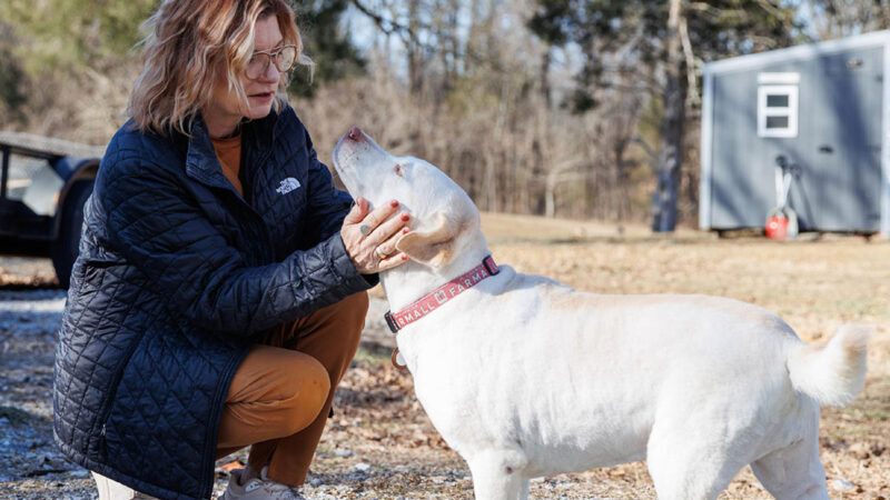 A woman with glasses kneels down and examines a white dog's head during a veterinary visit.