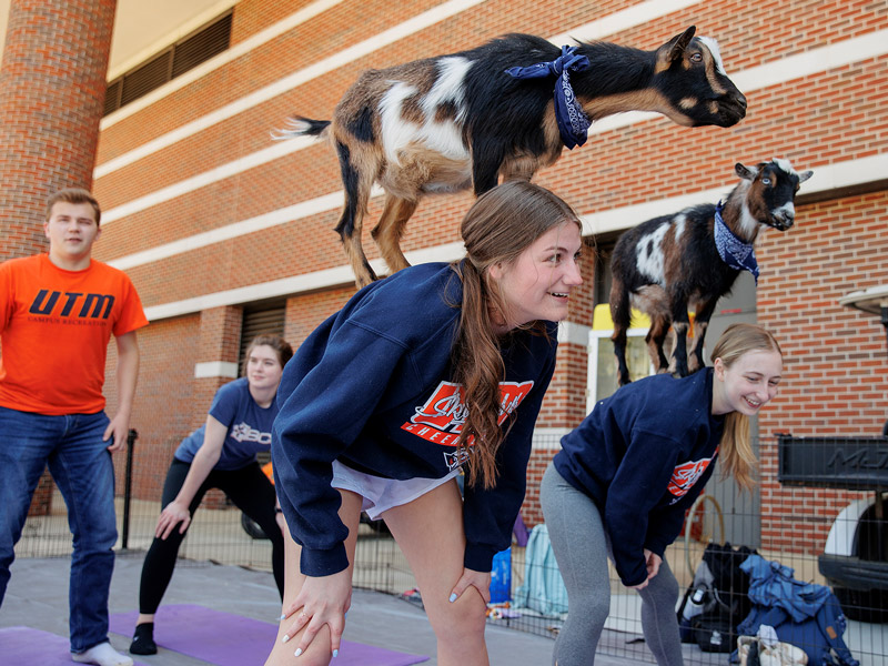 A group of students participate in goat yoga, with two brown, white and black speckled goats perched on student's backs.