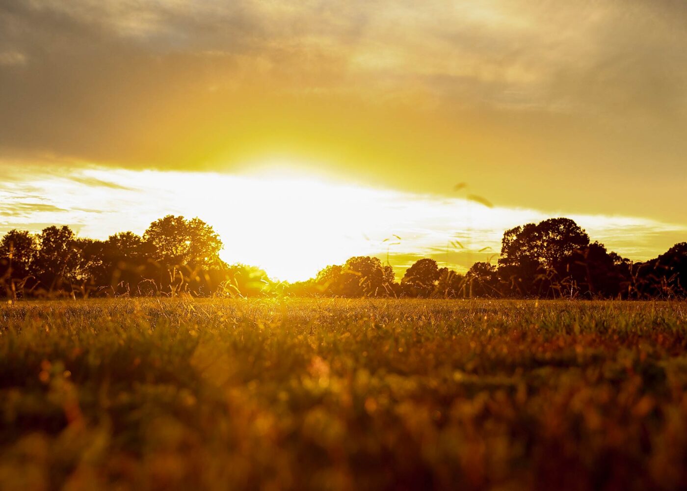 Evening sunset over a grass field, with a line of forest trees along the horizon.