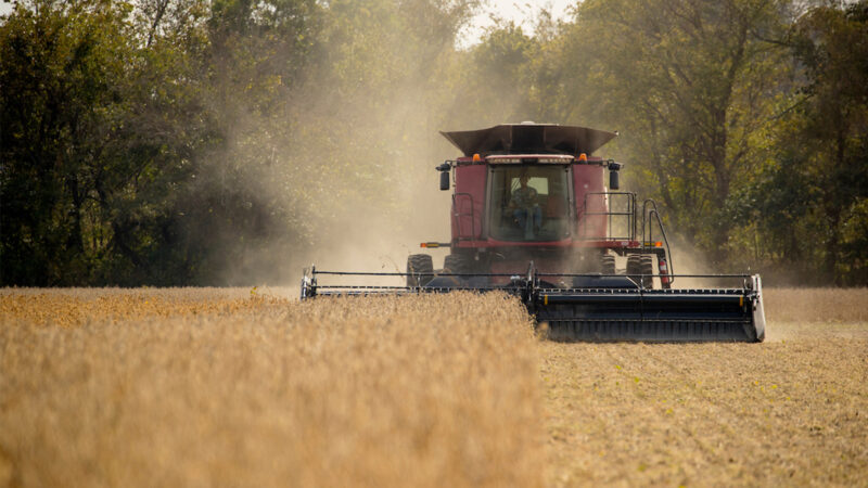 A farmer uses a combine harvester to harvest a field of soybeans. October 19, 2016.
