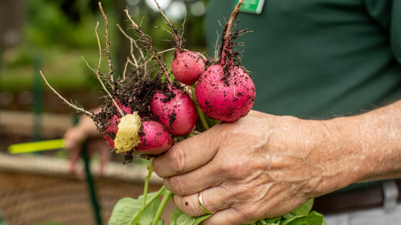 Close up of a Master Gardener holding freshly picked radishes in left hand.
